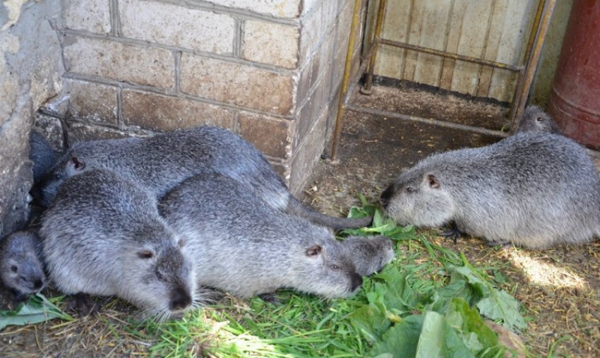 Срібляста нутрія Срібляста нутрія