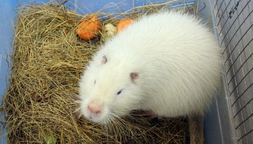 Снігова нутрія Снігова нутрія