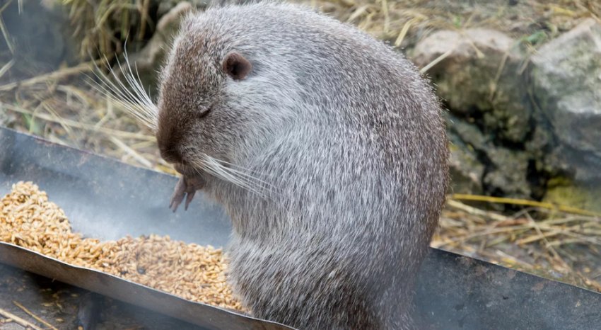 Перламутрова нутрія Перламутрова нутрія