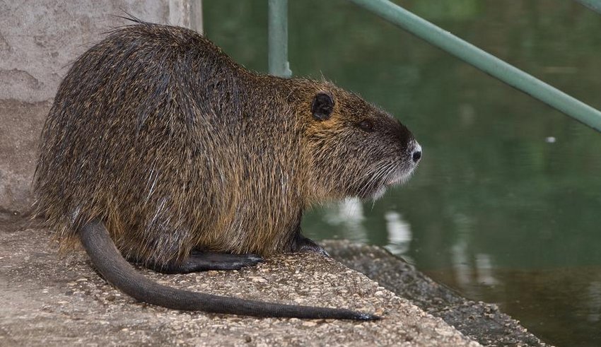 Пастельна нутрія Пастельна нутрія