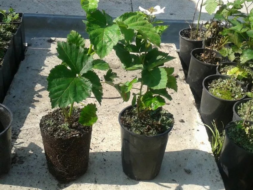 Посадковий матеріал ожини Посадковий матеріал ожини