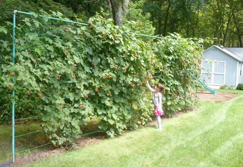 Шпалера для ожини Шпалера для ожини