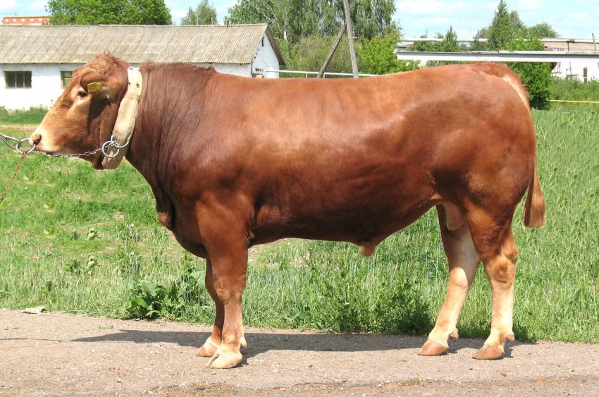 Білорусь робить ставку на «червоне» Білорусь робить ставку на «червоне»