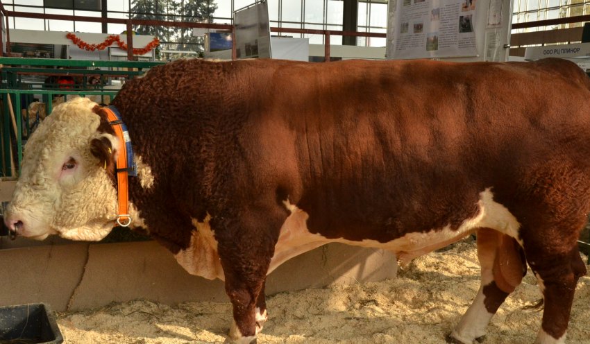 Білорусь робить ставку на «червоне» Білорусь робить ставку на «червоне»