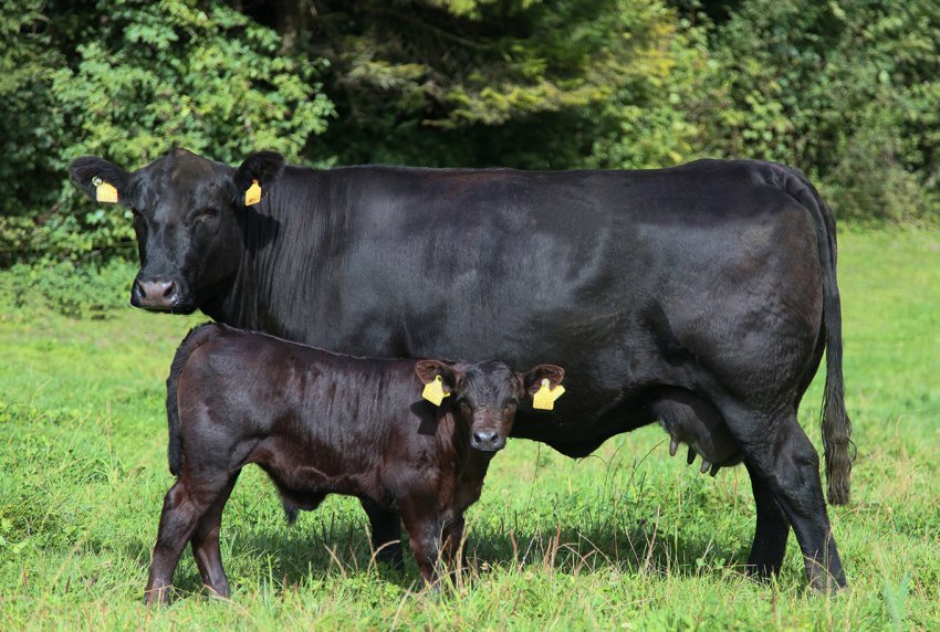 Білорусь робить ставку на «червоне» Білорусь робить ставку на «червоне»