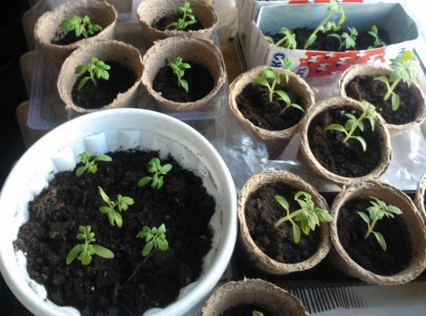 Розсада томатів Новачок