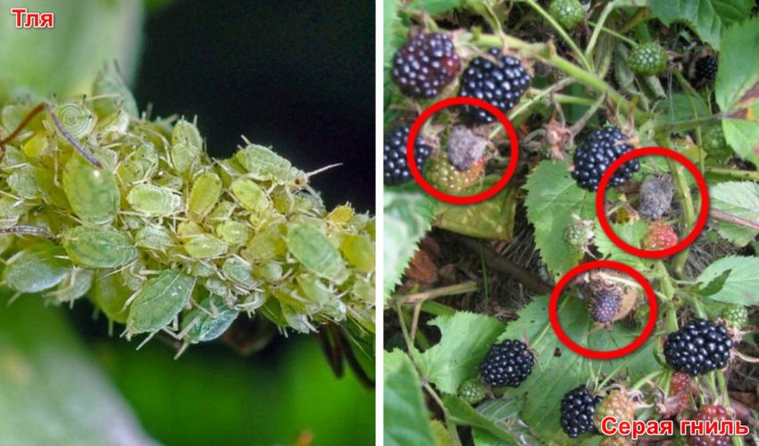 Хвороби і шкідники ожини Хвороби і шкідники ожини