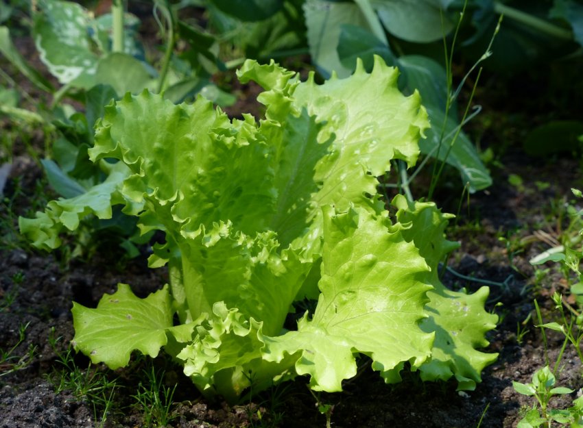 На британські поля з салатом виходить робот-акуратист
