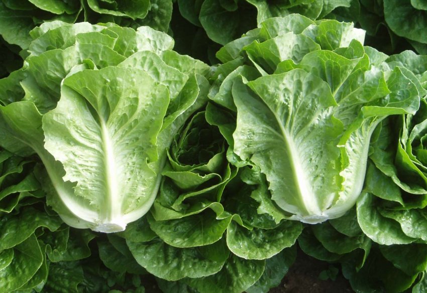 На британські поля з салатом виходить робот-акуратист