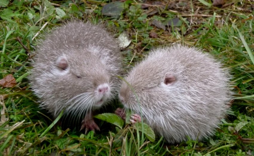 Молодняк Молодняк