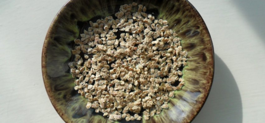 Насіння помідорів Насіння помідорів