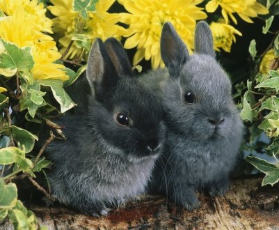 Білоруський «великий брат» почне стежити за кроликами і рибами