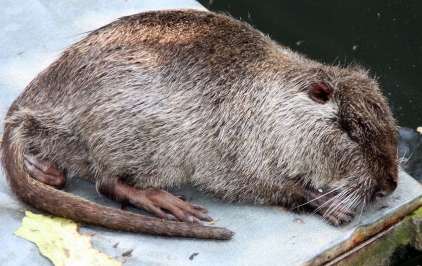 Хвора нутрія Хвора нутрія