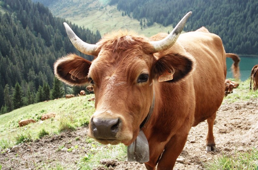 Корова-рекордсменка носить на голові 90-кілограмові рогу Корова-рекордсменка носить на голові 90-кілограмові рогу