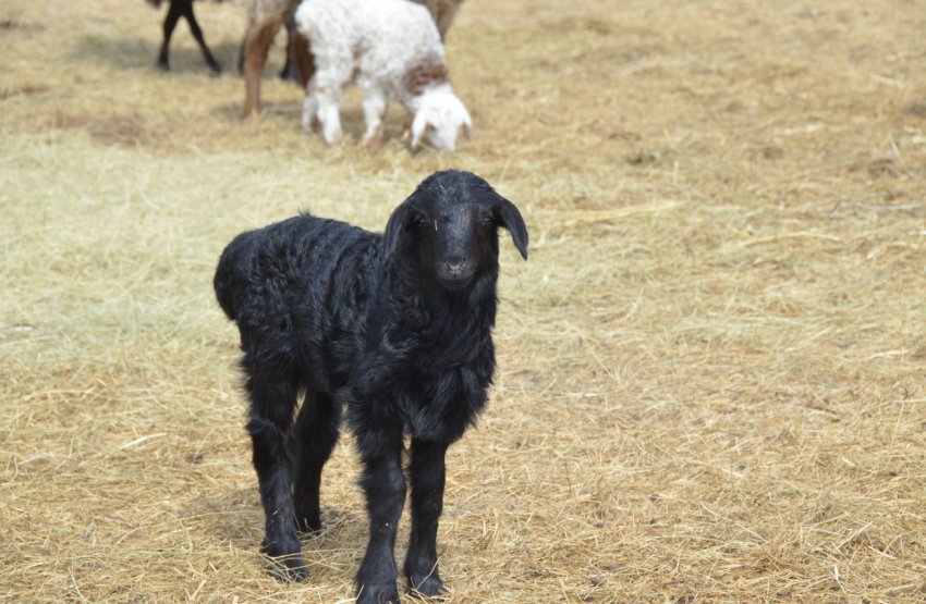 Жертвами віспи впали 1500 овець Казахстану Жертвами віспи впали 1500 овець Казахстану