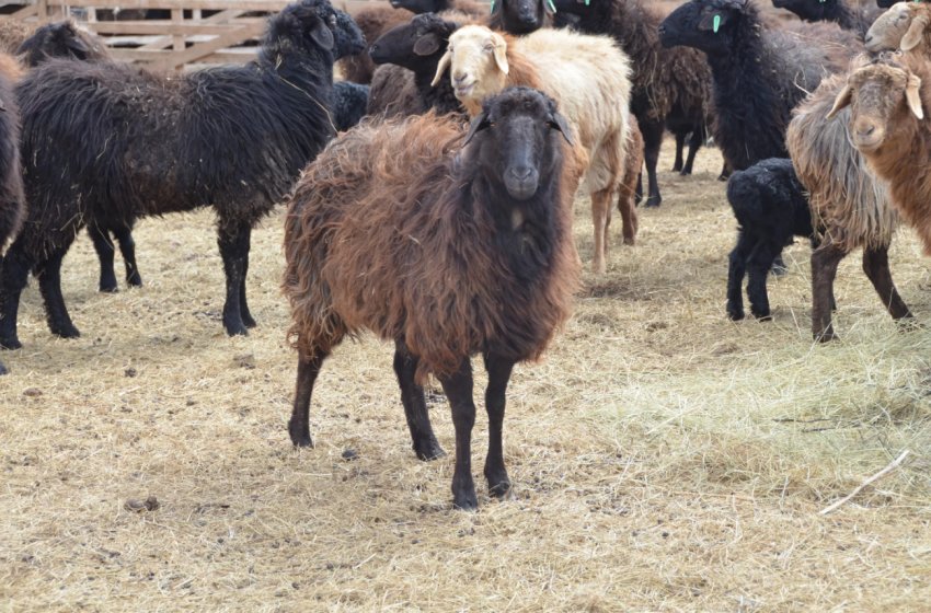 Жертвами віспи впали 1500 овець Казахстану Жертвами віспи впали 1500 овець Казахстану