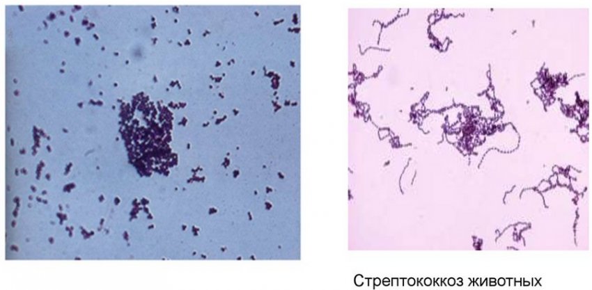 Стрептококоз Стрептококоз