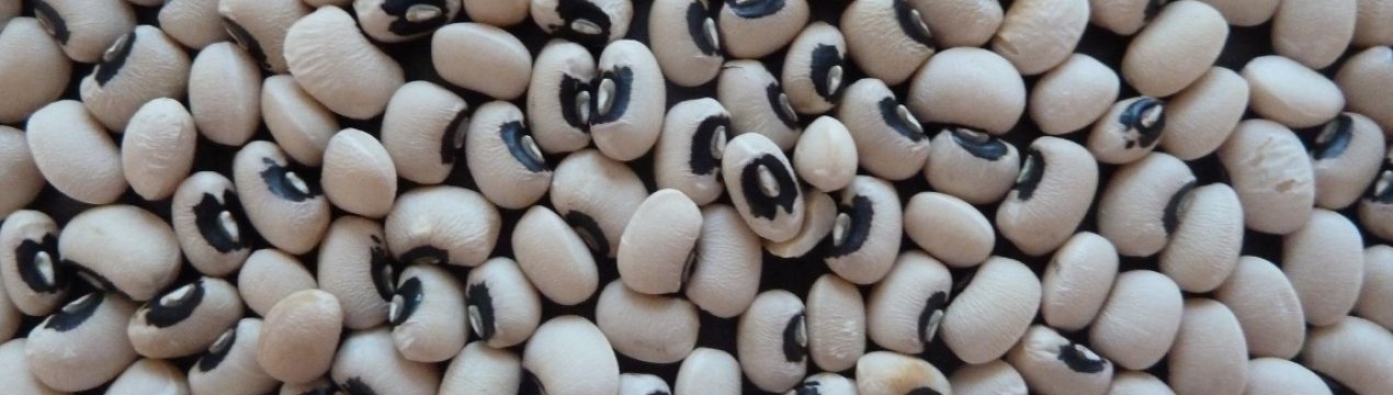 Каліфорнійські вчені досліджують чорноокий горох, щоб вирішити проблему голоду