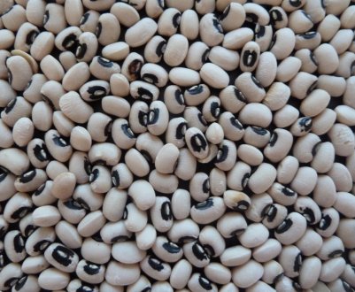 Каліфорнійські вчені досліджують чорноокий горох, щоб вирішити проблему голоду