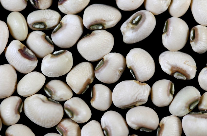 Каліфорнійські вчені досліджують чорноокий горох, щоб вирішити проблему голоду