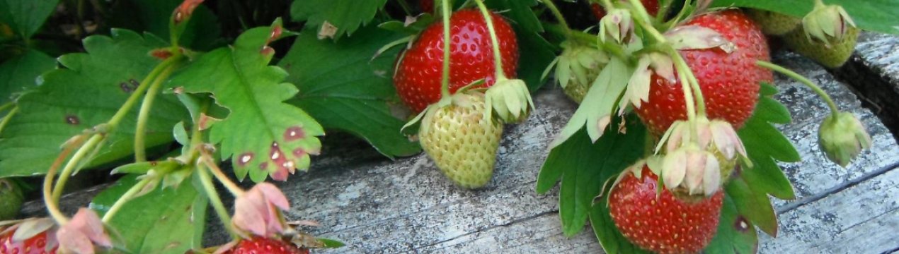 Італійці не вирощують і не їдять ніяких свіжих ягід крім садової суниці