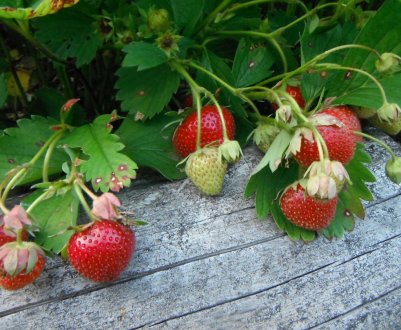  Італійці не вирощують і не їдять ніяких свіжих ягід крім садової суниці