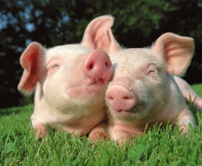 Американська компанія з охорони здоров'я тварин оголошує про значний прогрес у розробці вакцини проти АЧС