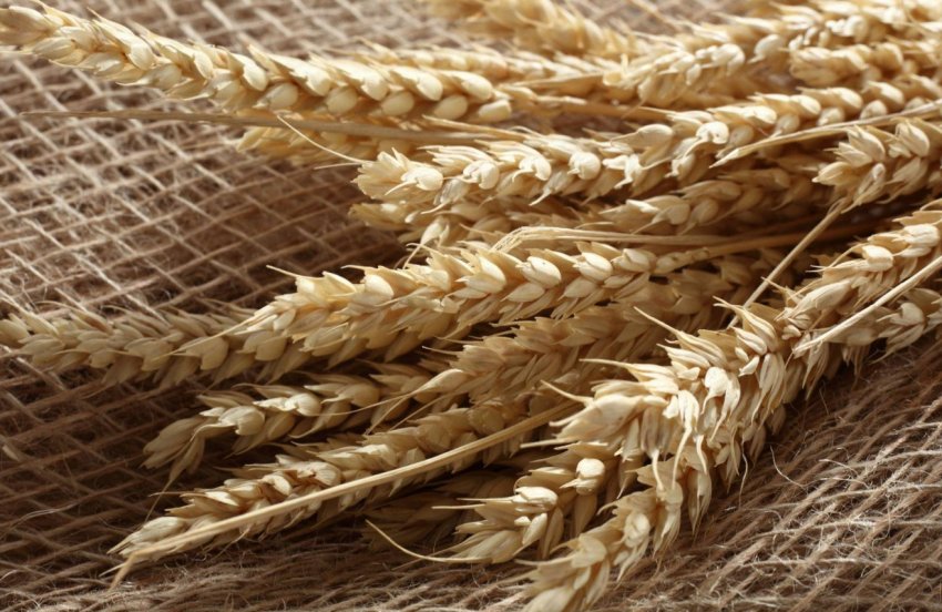 У США очікують, що Китай буде купувати американську сільськогосподарську продукцію У США очікують, що Китай буде купувати американську сільськогосподарську продукцію