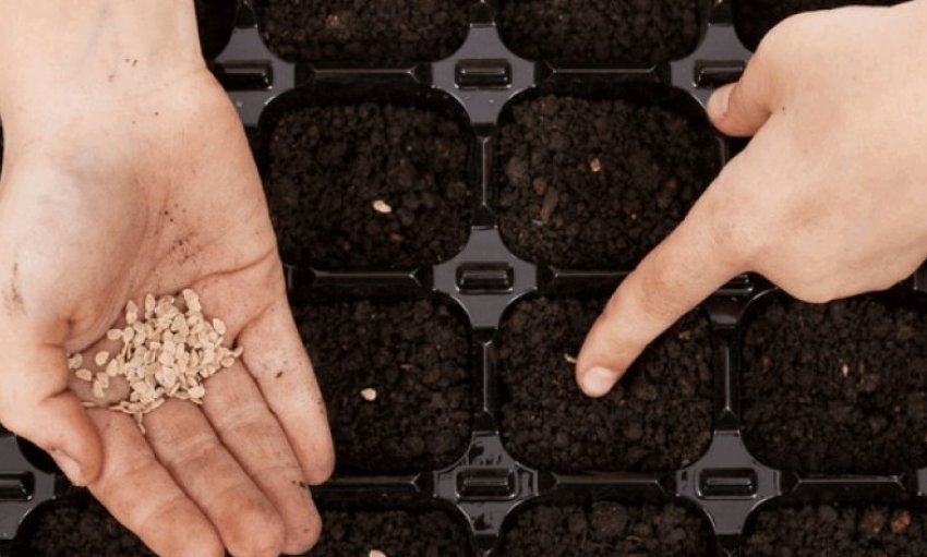 Посів насіння