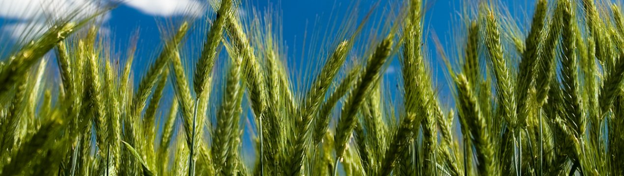 У США очікують, що Китай буде купувати американську сільськогосподарську продукцію