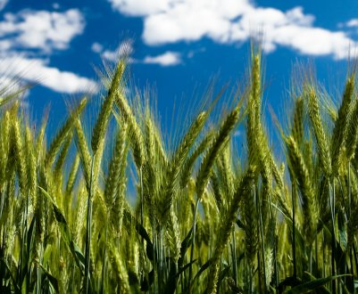 У США очікують, що Китай буде купувати американську сільськогосподарську продукцію