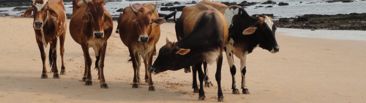 Голландські корови пасуться на воді