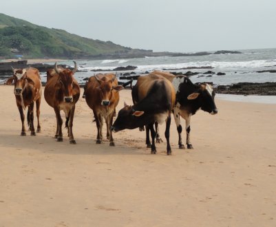 Голландські корови пасуться на воді