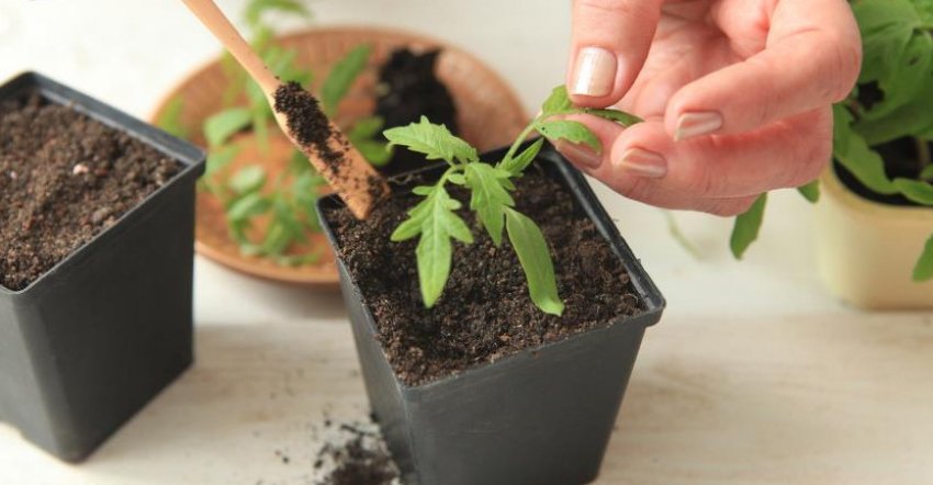 Розсада томатів Розсада томатів