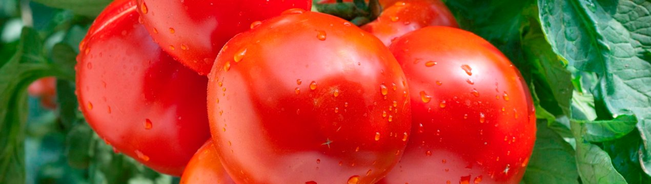 Молоді амурські аграрії попрактикуются на японських грядках з томатами