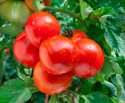 Молоді амурські аграрії попрактикуются на японських грядках з томатами