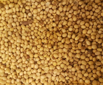 Амурська соя з радістю скупалася в дощ