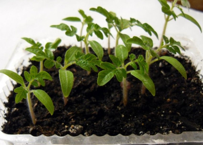 Розсада томатів