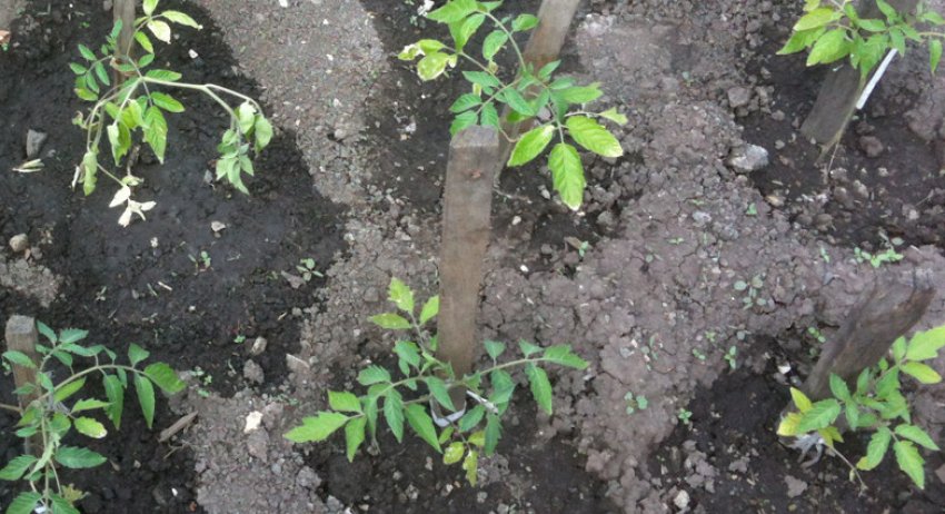 Висадка розсади томатів Висадка розсади томатів