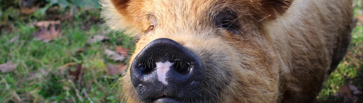 Чума наздогнала ульяновських свинок і дикого кабана