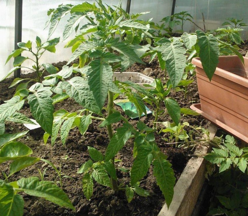 Висадка розсади