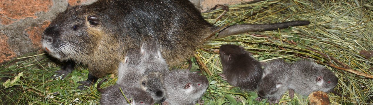 Розмноження нутрій - проблеми: самка ганяє самця, немає потомства