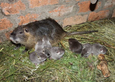 Размножение нутрий — проблемы: самка гоняет самца, нет потомства