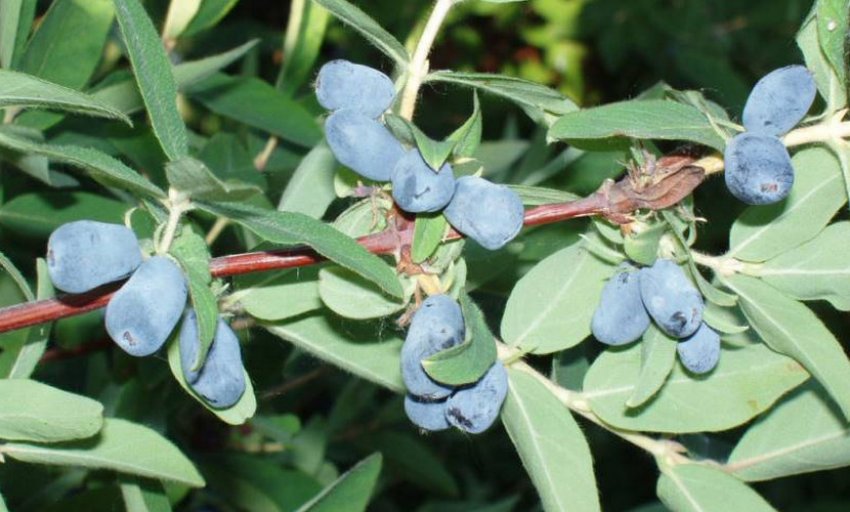 Жимолость сорти Герда