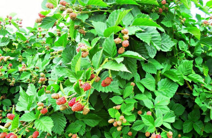 Кущ малини Кущ малини