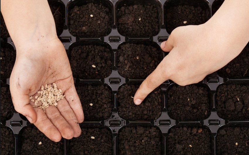 Посів насіння помідорів Посів насіння помідорів