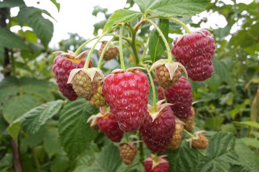 Малина Недосяжна Малина Недосяжна