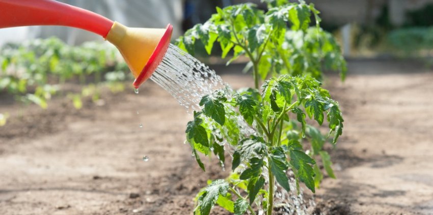 Полив томатів Полив томатів