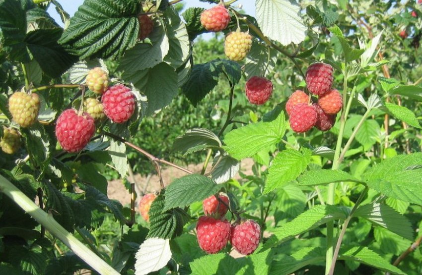 Малина Пінгвін Малина Пінгвін