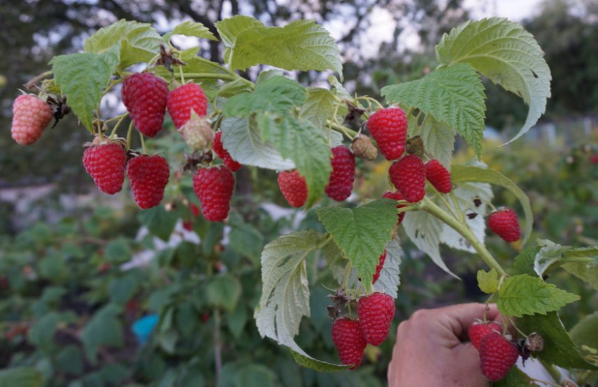 Малина Жар-птиця Малина Жар-птиця